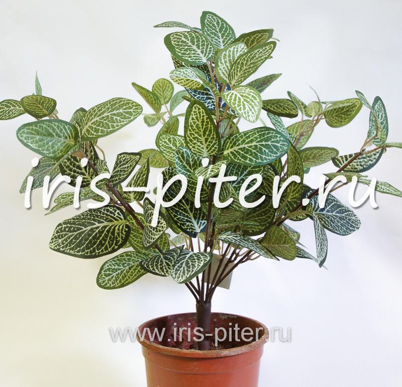 Куст горшечный фиттония