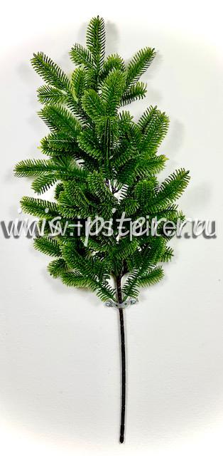 Ветка ели Нобилис