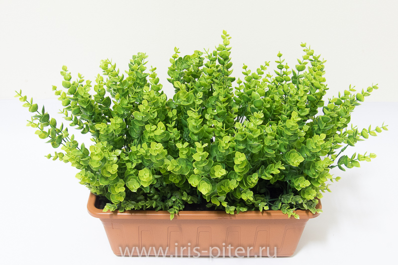 Балконный ящик с самшитом 