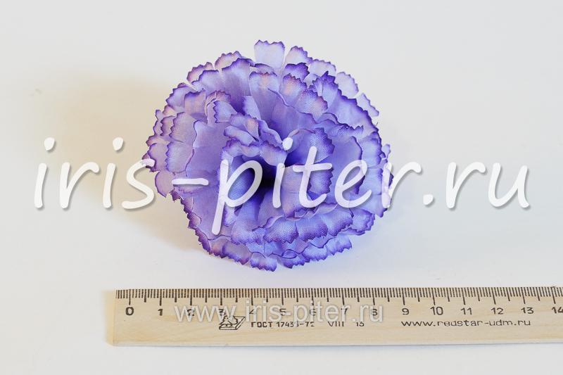 Голова гвоздики малой