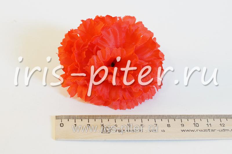 Голова гвоздики малой