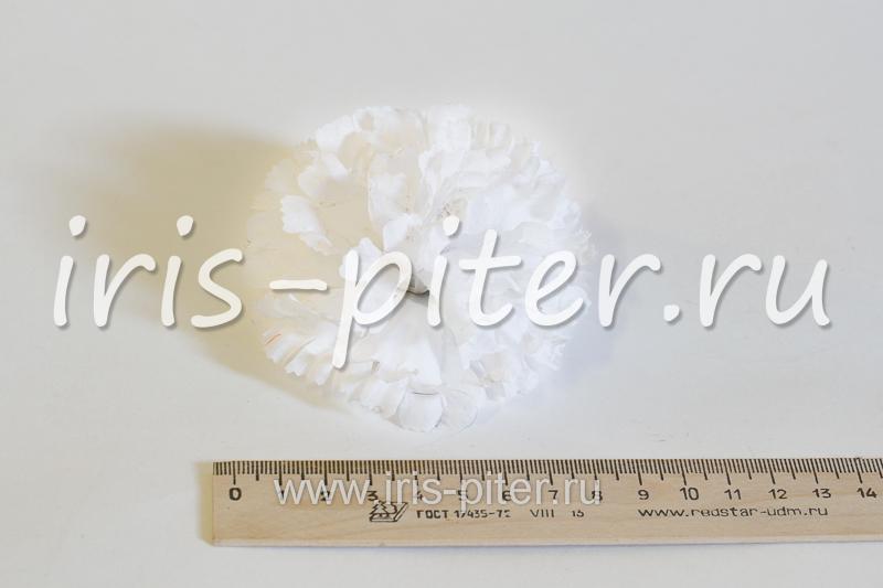 Голова гвоздики малой