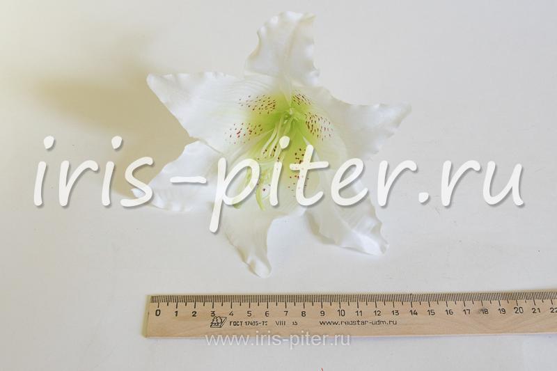 Голова лилии бархатной