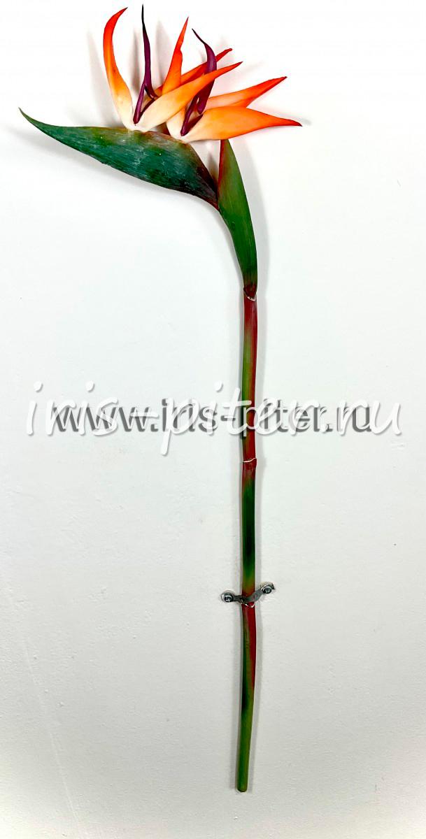 Стрелиция оранжевая