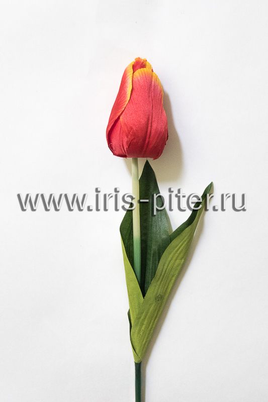 Тюльпан одиночный