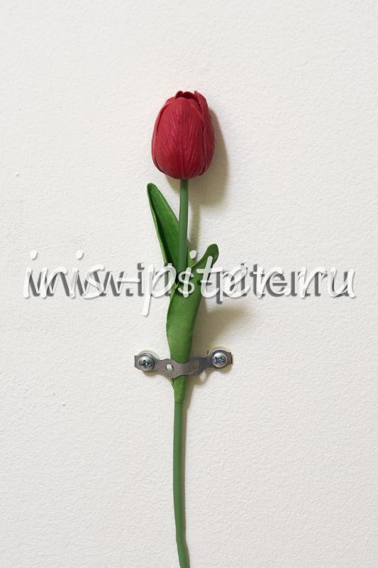 Тюльпан одиноч латекс 