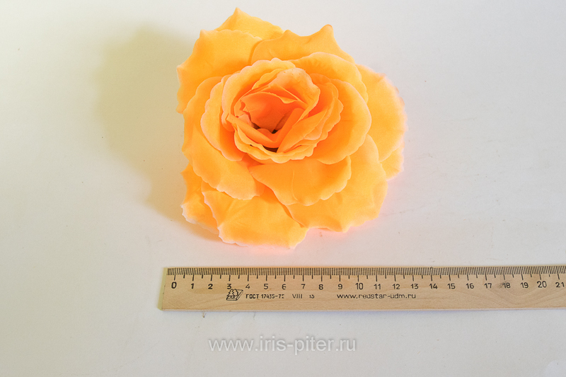 Голова розы "Красота" 