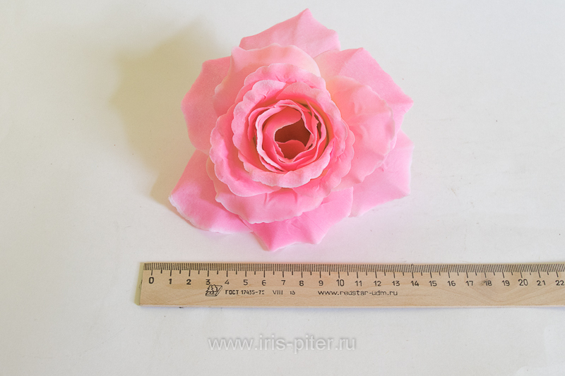 Голова розы "Красота" 