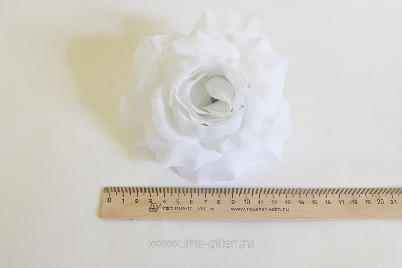 Голова розы "Красота" 