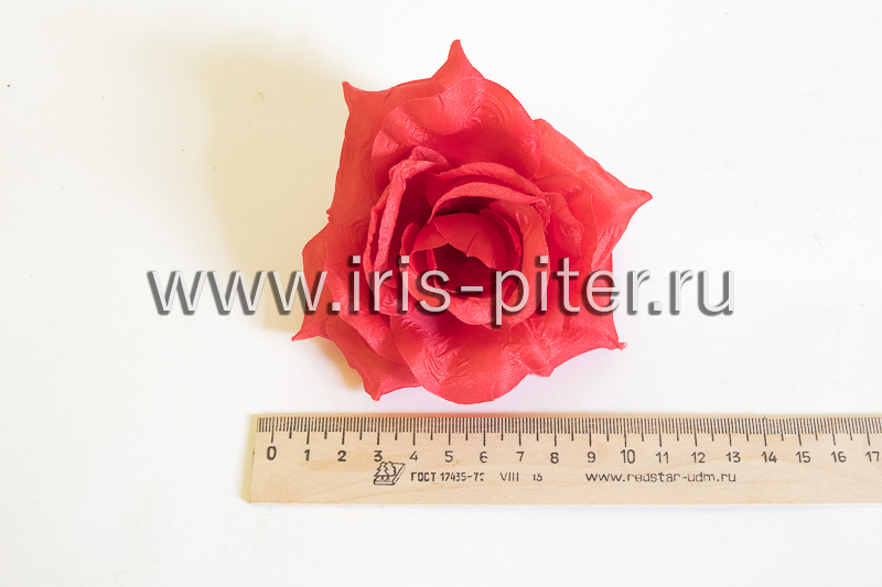 Голова розы "Лола"