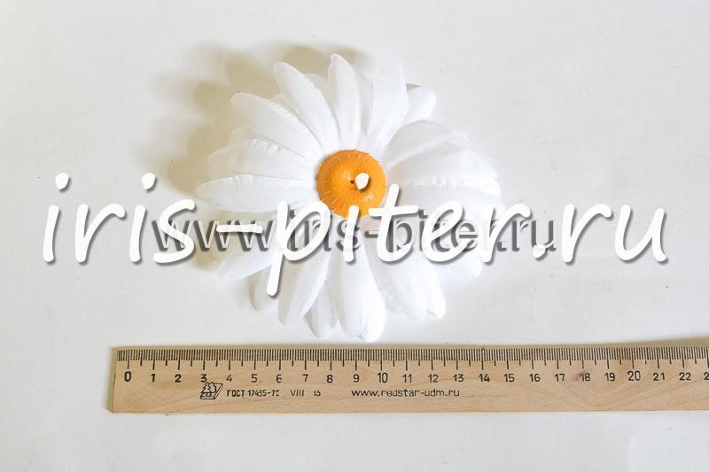 Голова ромашки 