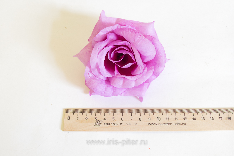 Голова розы "Лола"