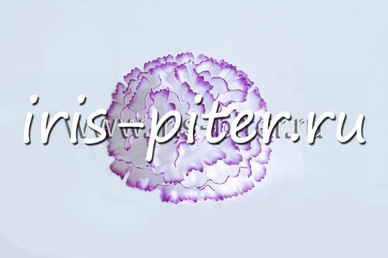 Голова гвоздика средняя