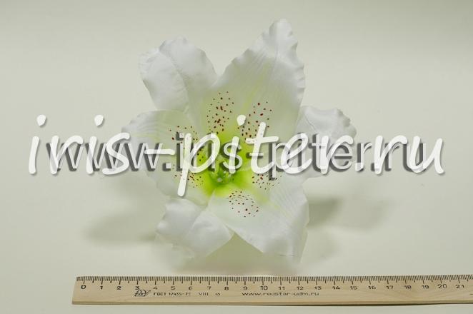 Голова лилии бархатной