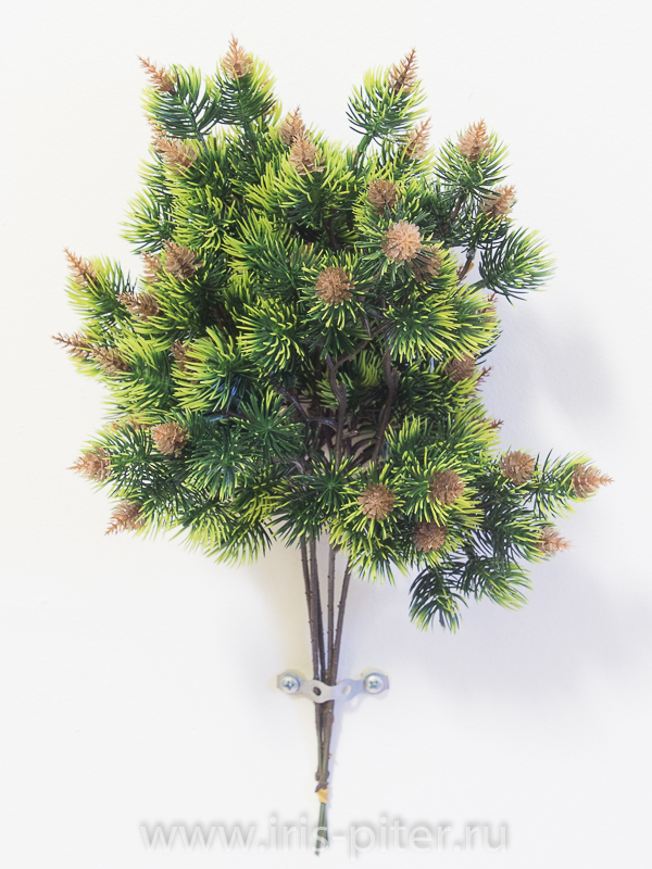 Ветка сосна бонсай