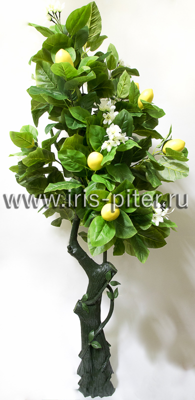 Дерево лимон толстый ствол