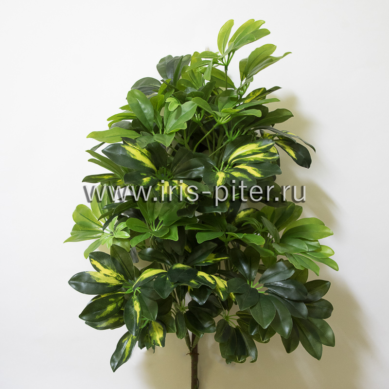 Дерево шефлера