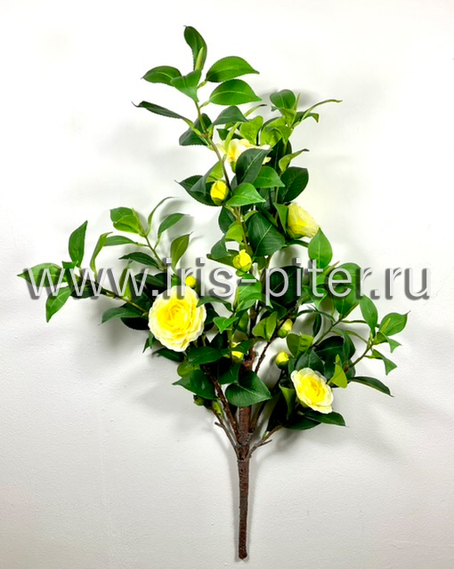 Дерево камелия маленькая желтая 