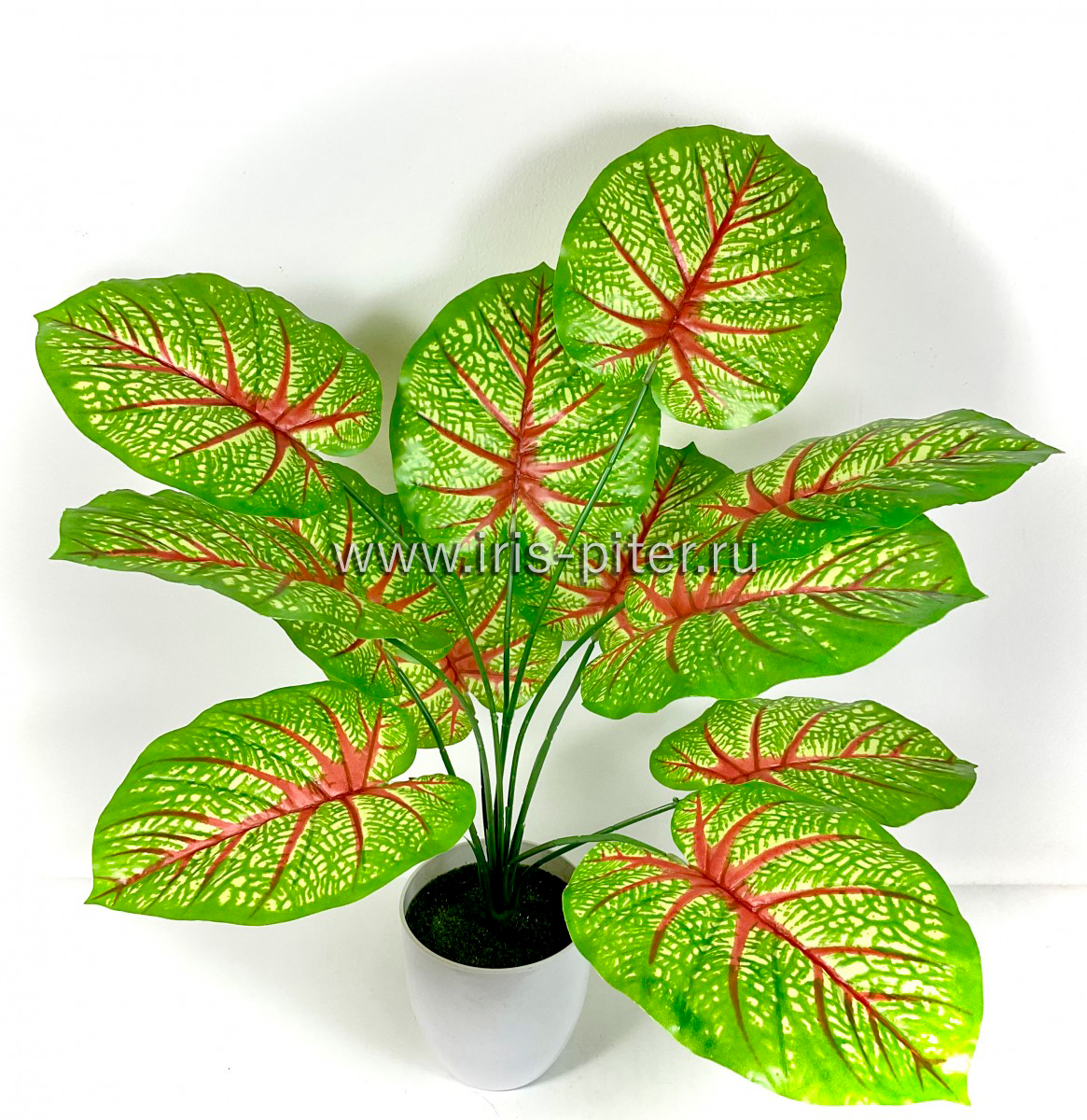 Калатея светло-зеленая