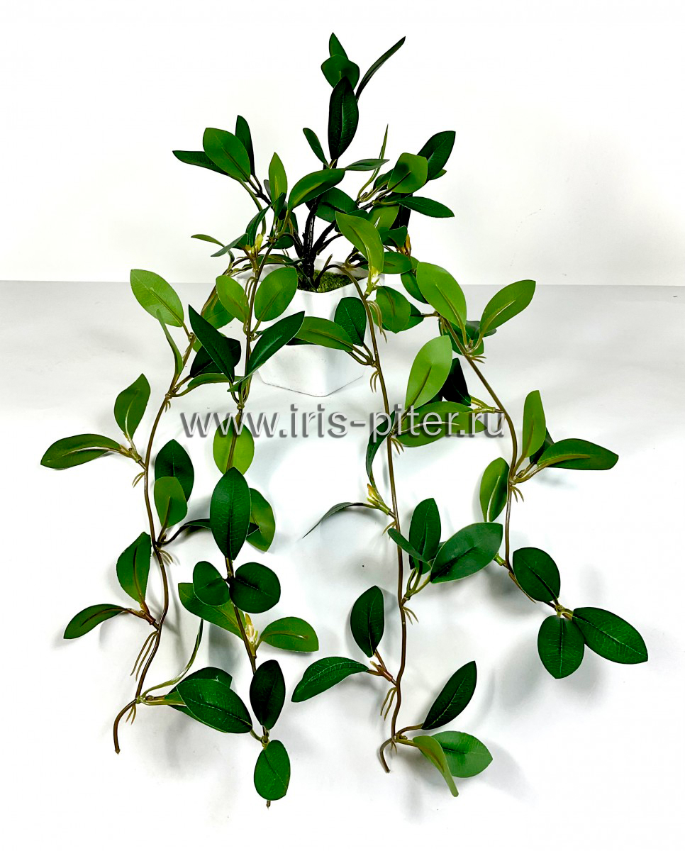 Колумнея в горшке