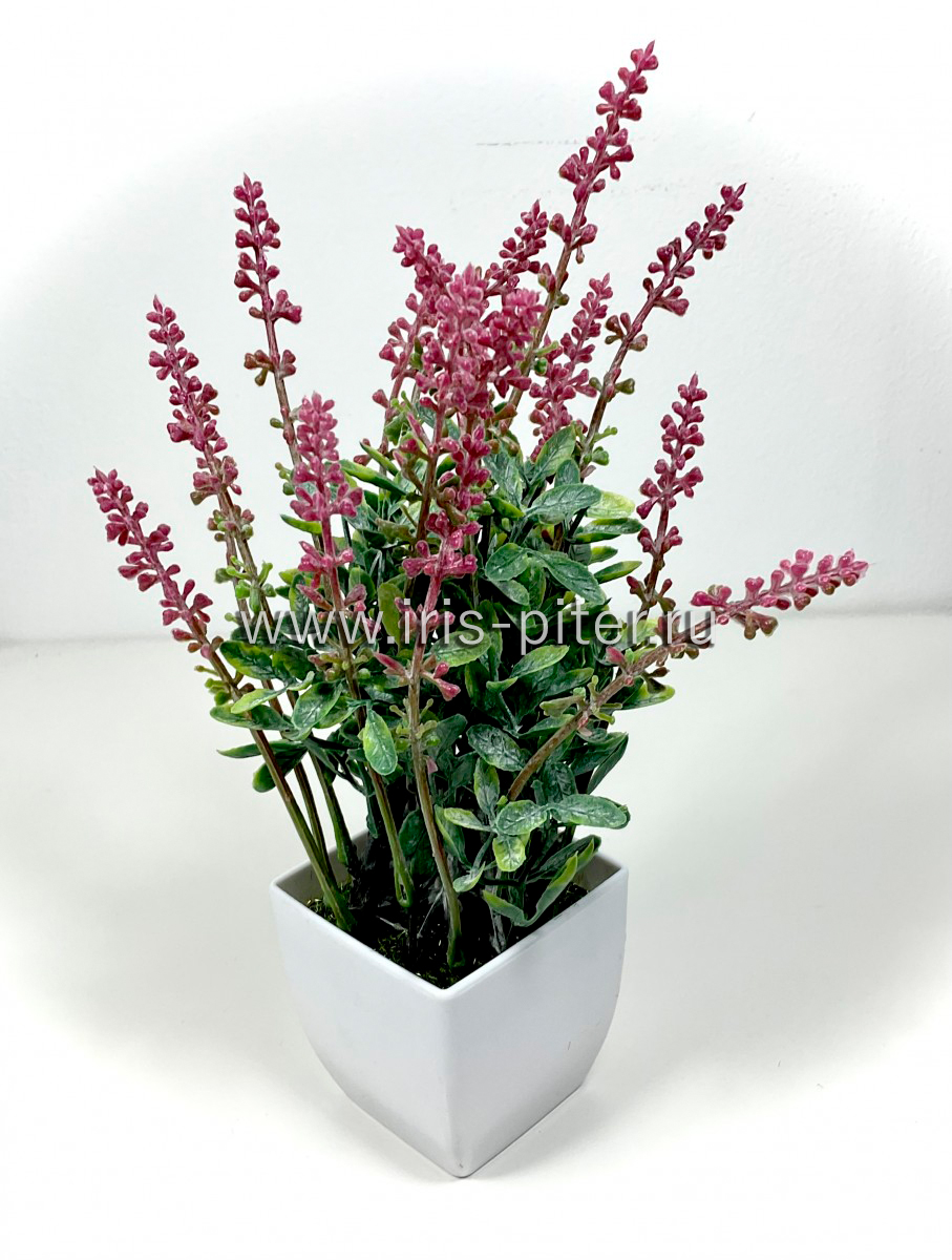 Куст горшечный лаванда сиреневый с напылением в горшке