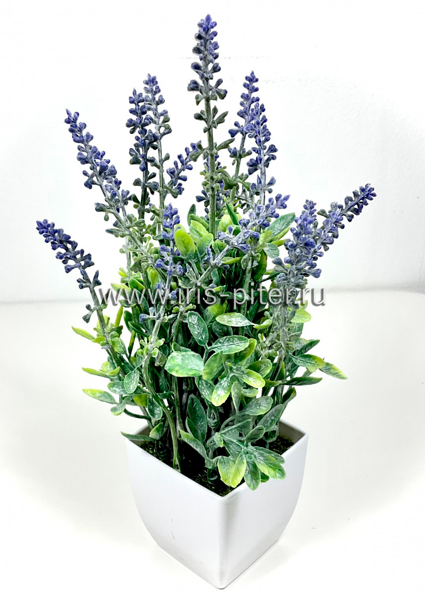 Куст горшечный лаванда фиолетовая в горшке