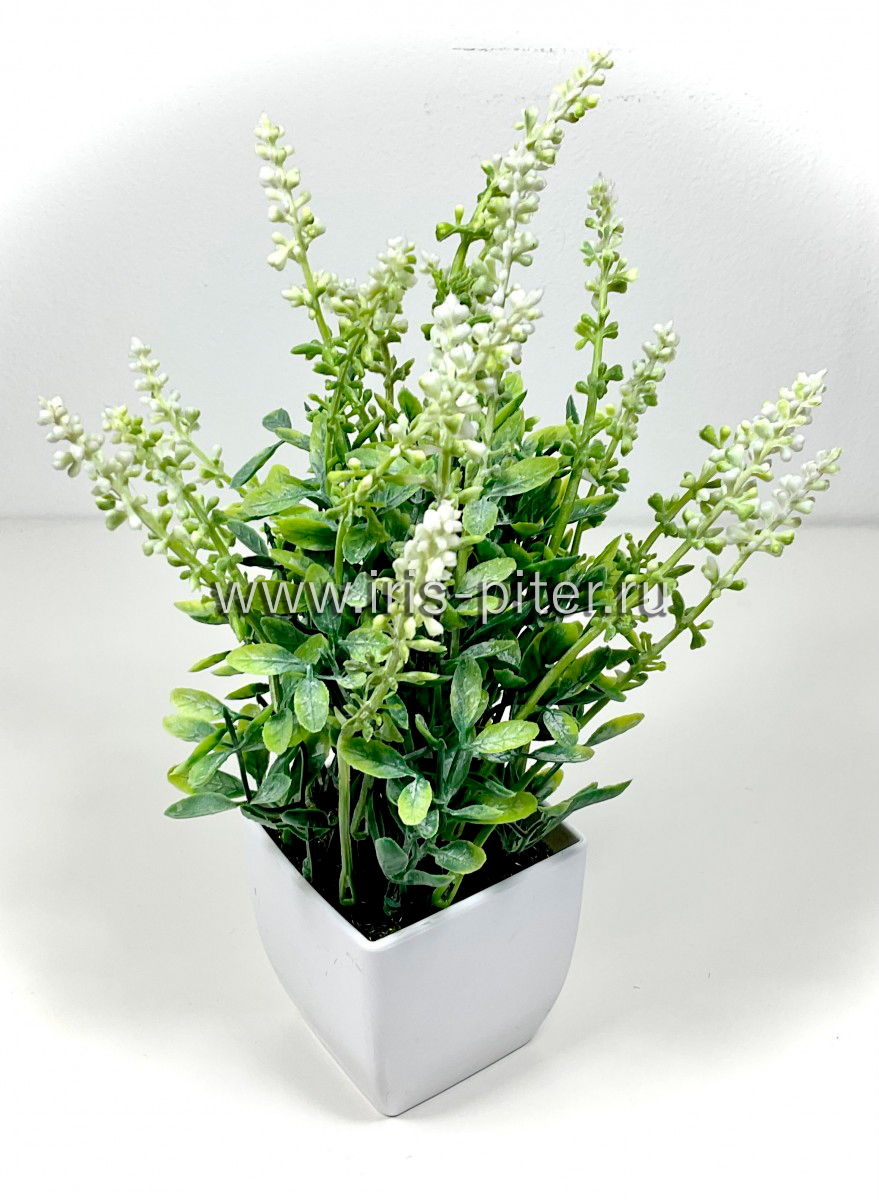 Куст горшечный лаванда белая в горшке