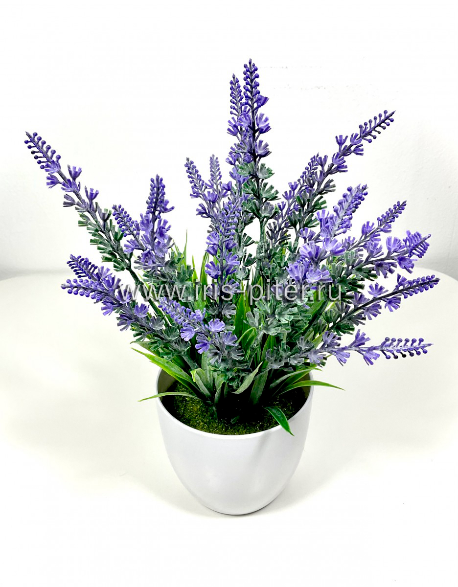 Лаванда 7вет в горшке