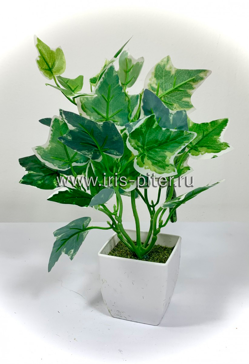 Куст горшечный малый плющ белый край в горшке