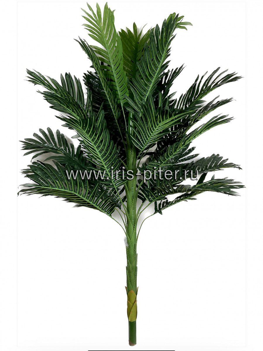 Пальма хамедорея 150см