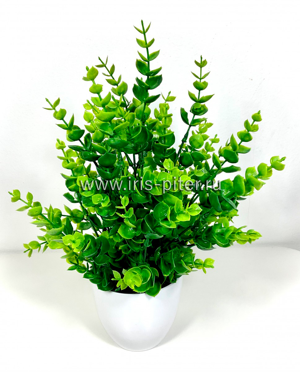 Самшит в горшке