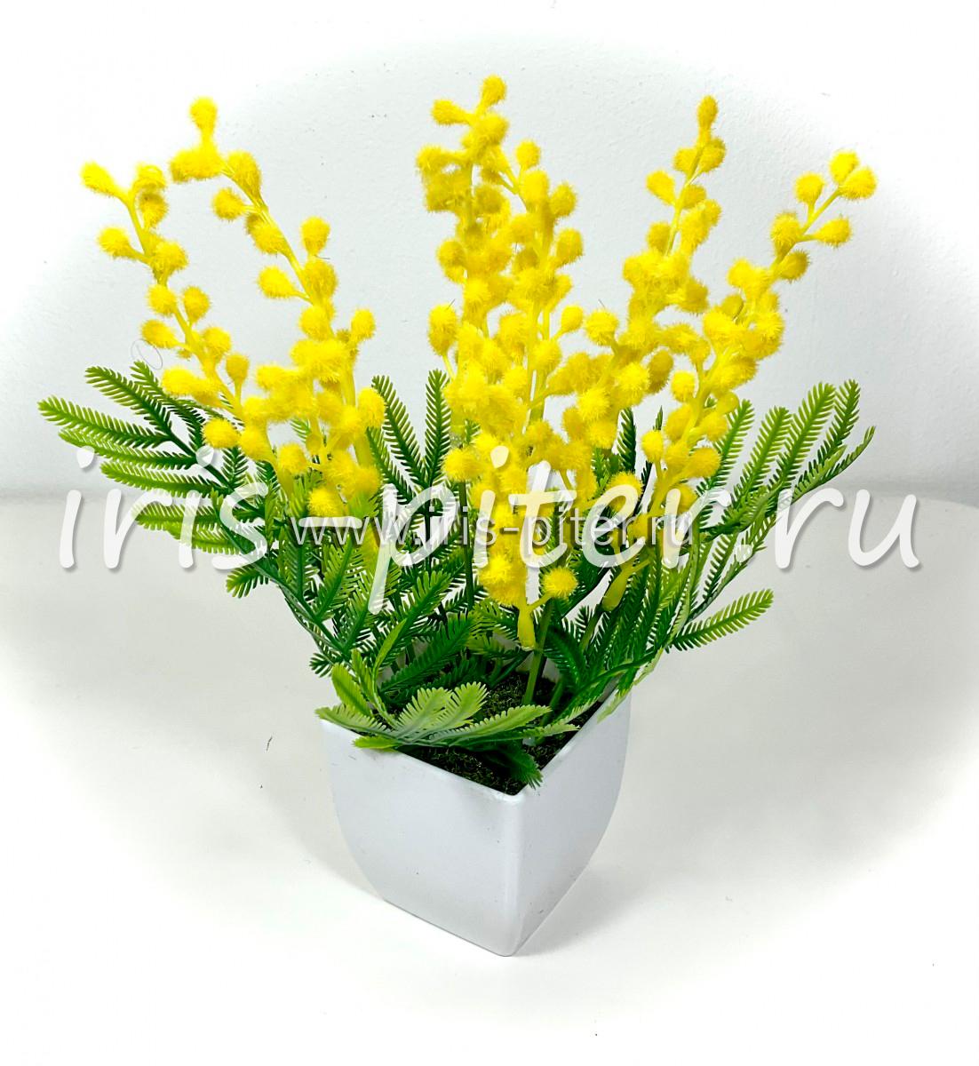 Мимоза в горшке