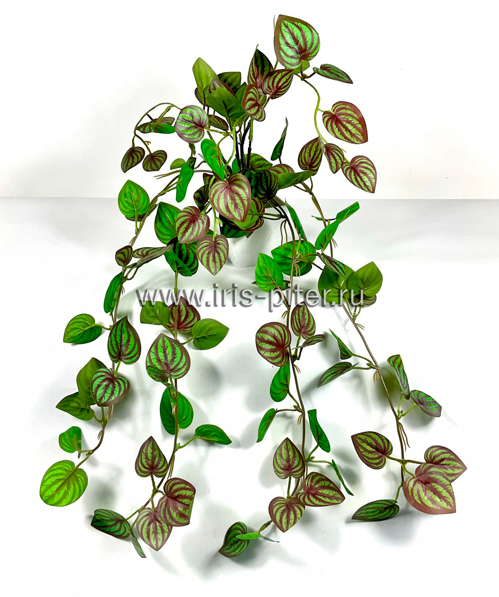 Пеперомия 5вет в горшке