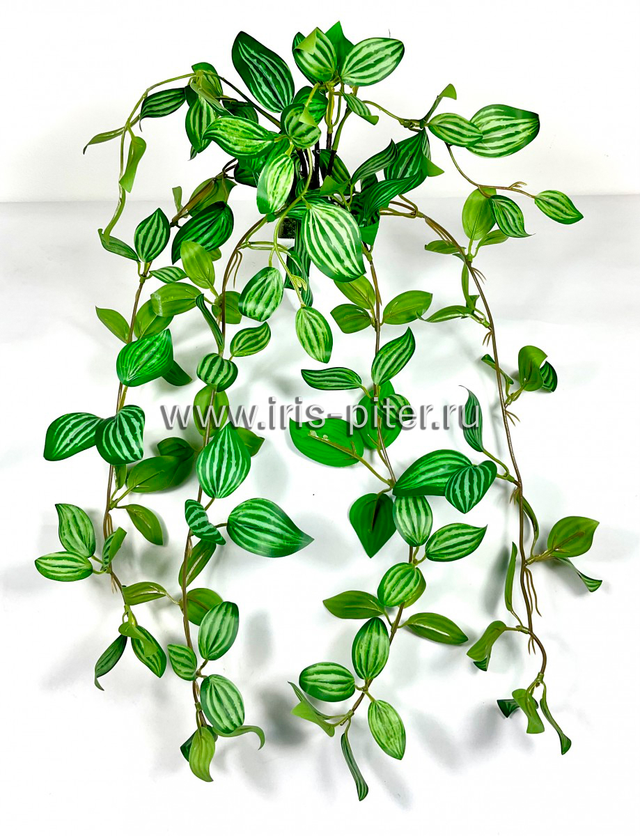 Переромия тетрагона 5вет в горшке