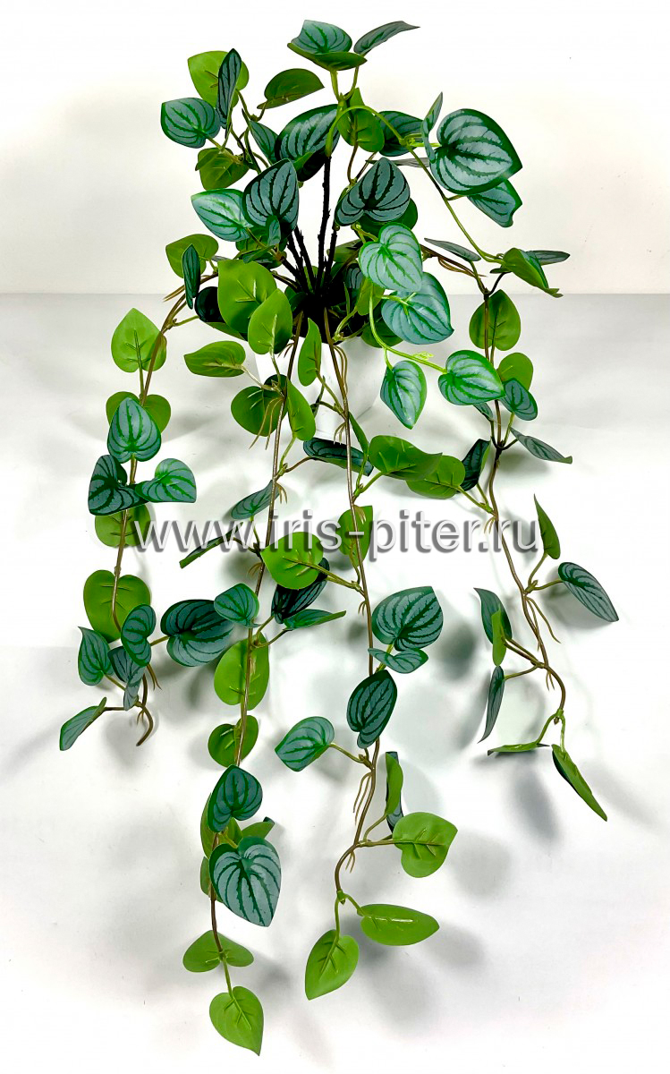 Монстера дубиа 5вет в горшке