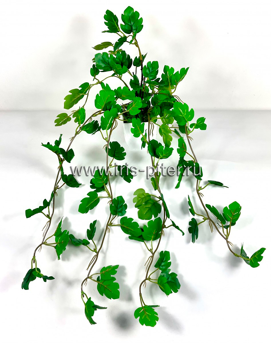 Циссус 5вет