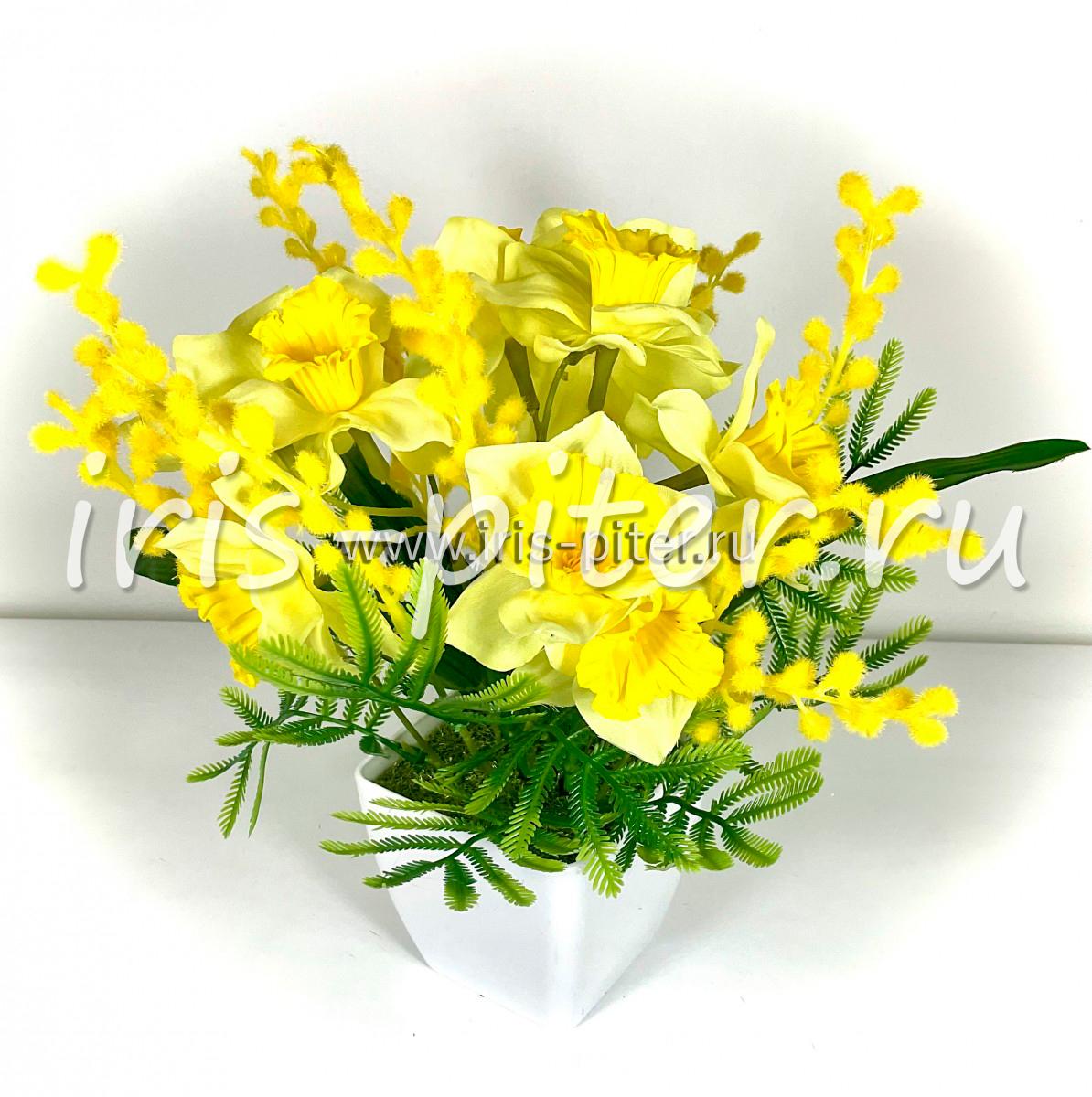 Нарцисс+мимоза в горшке