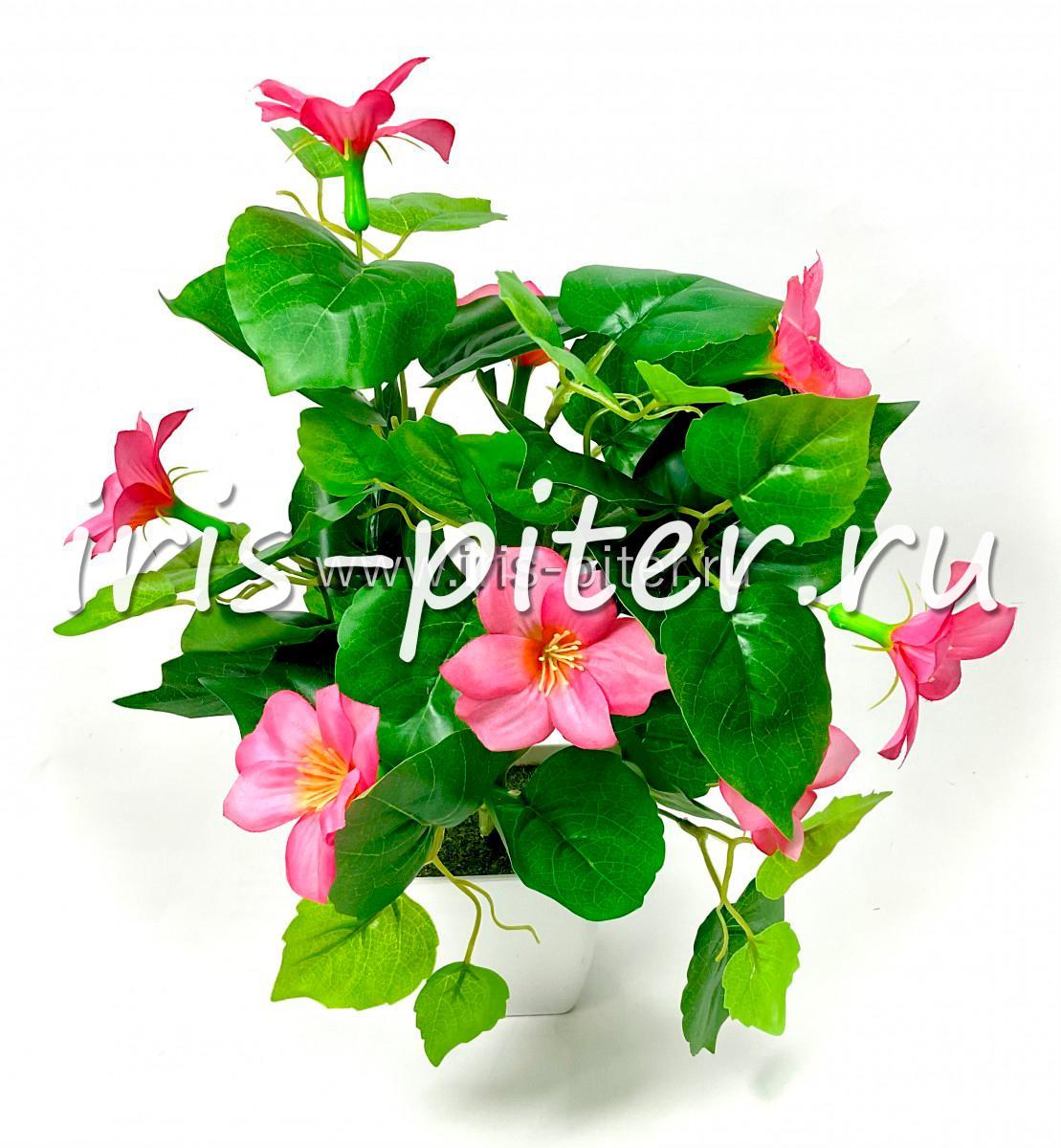 Бальзамин в горшке