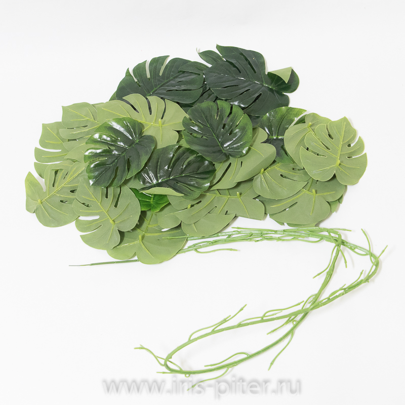 Лиана монстера сборная