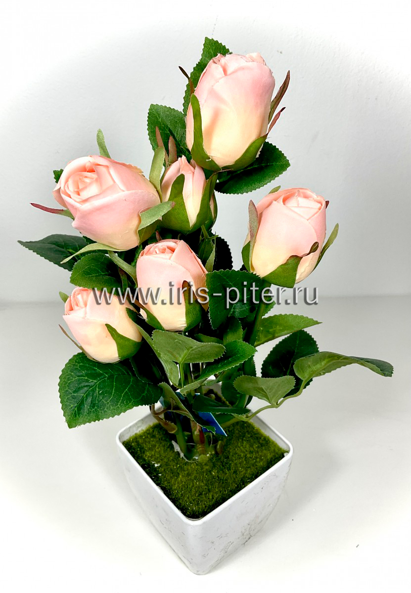 Роза горшечная бутон 6г чайная