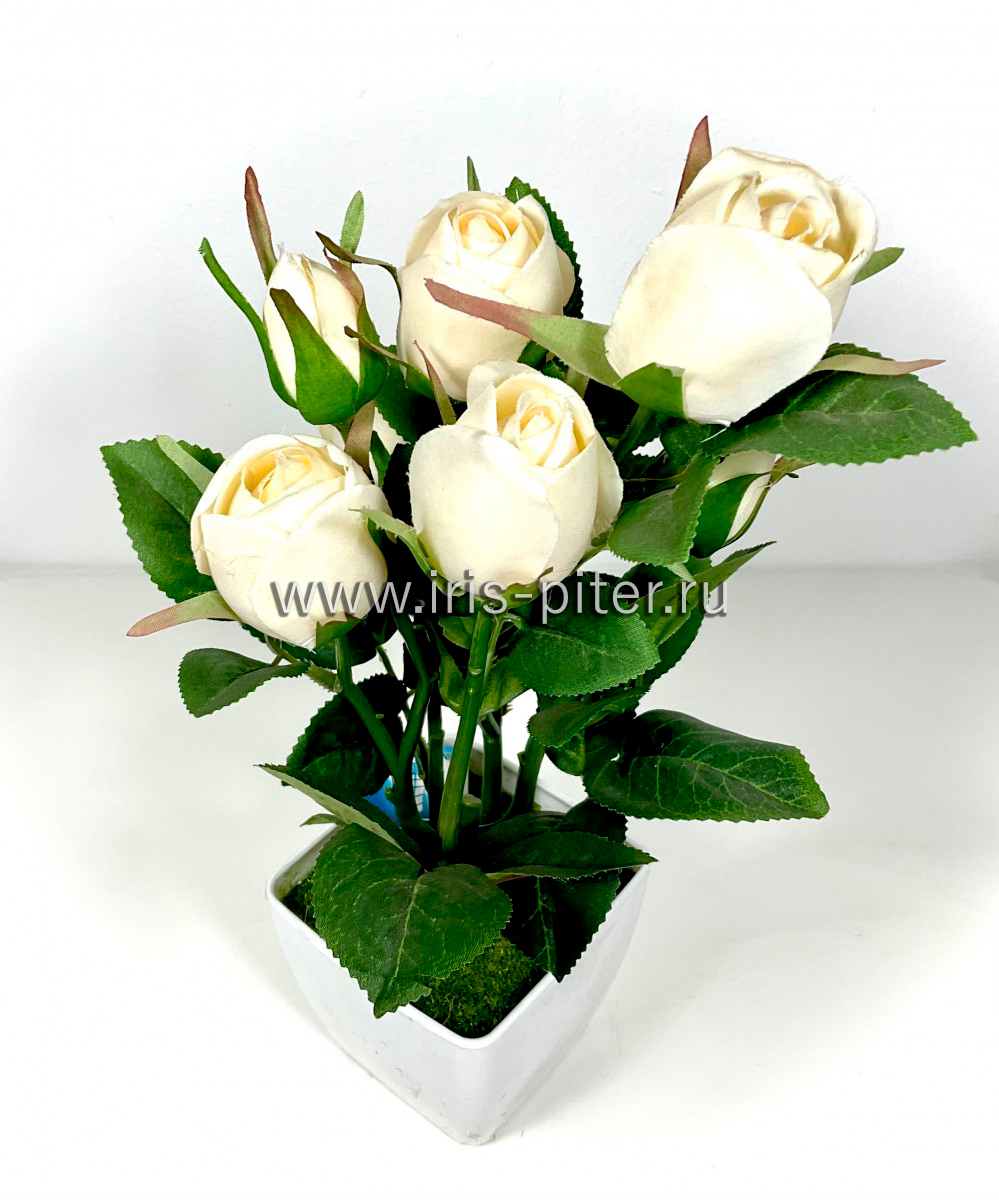 Роза горшечная 6г в горшке кремовая