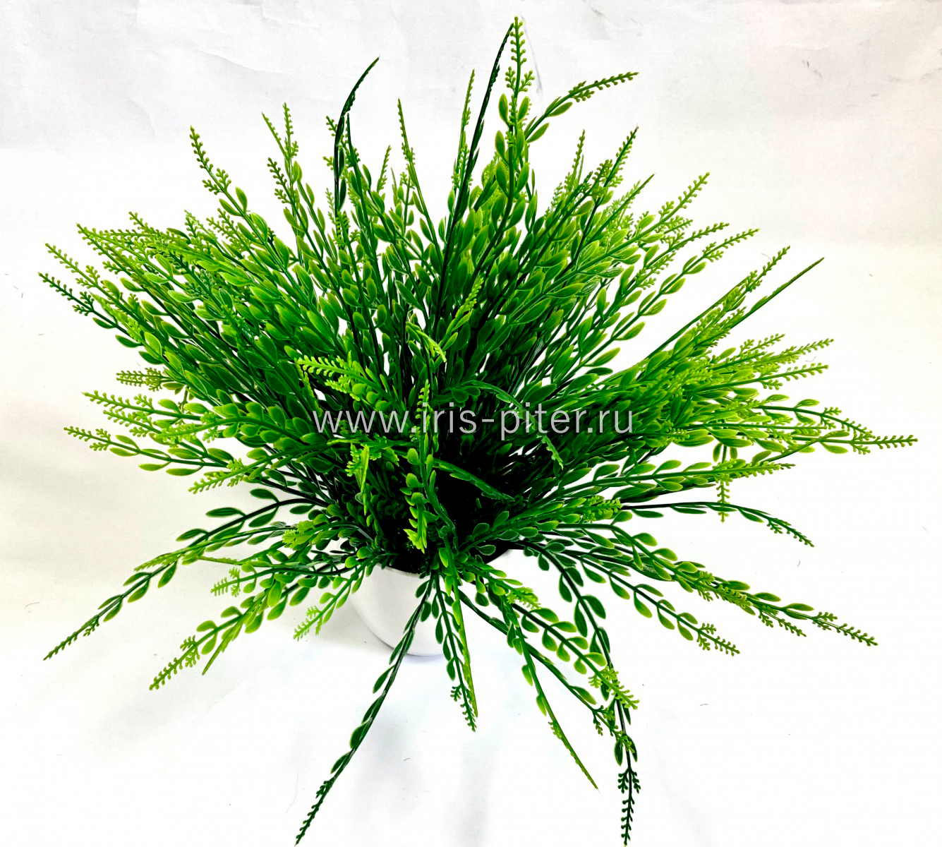 Тиласпия в горшке