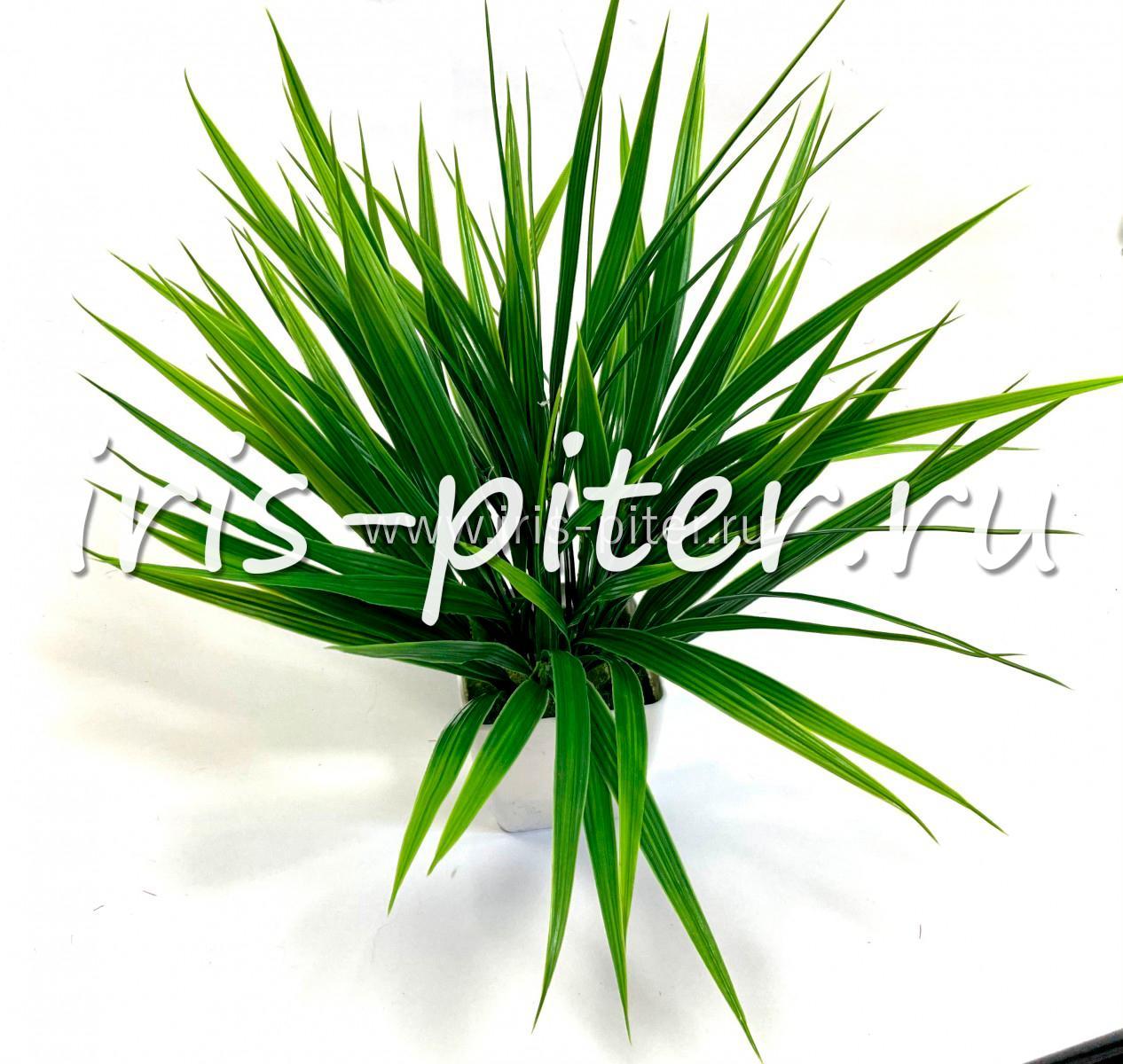 Трава осока 5вет широкая
