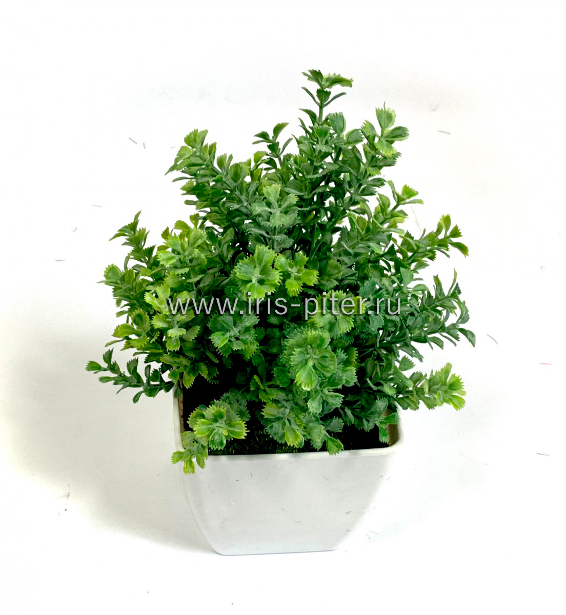 Галиум в больш горшке