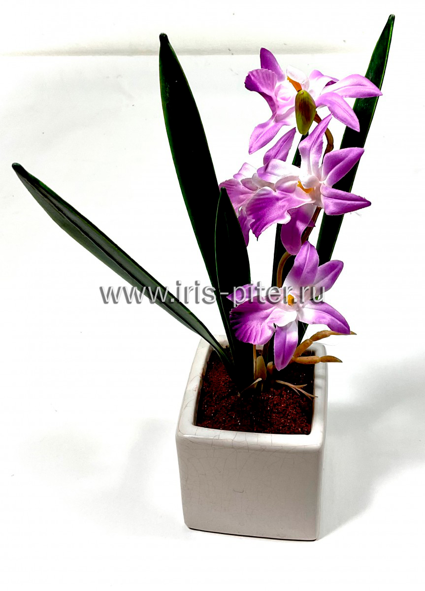 Орхидея дендробиум в керамическом горшке