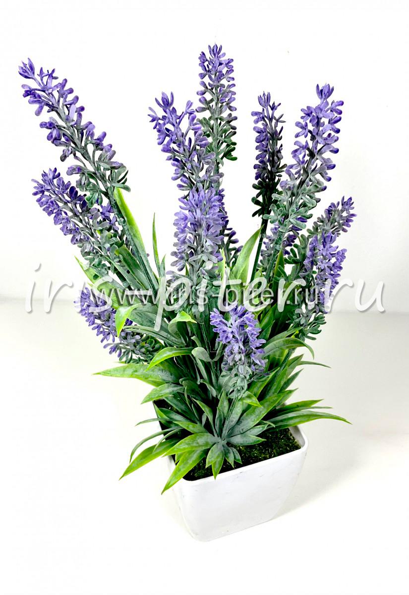 Лаванда в горшке