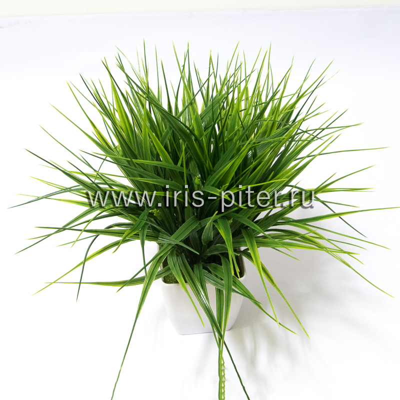 Трава 7вет в горшке