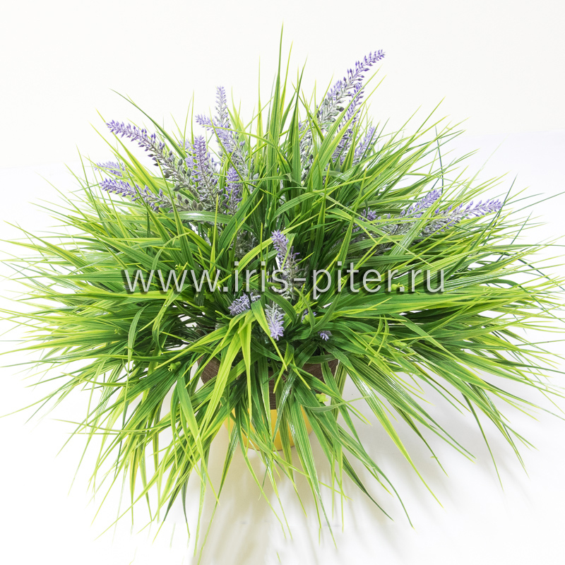 Лаванда с травой в керамическом горшке