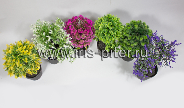 Бонсай микс 6шт