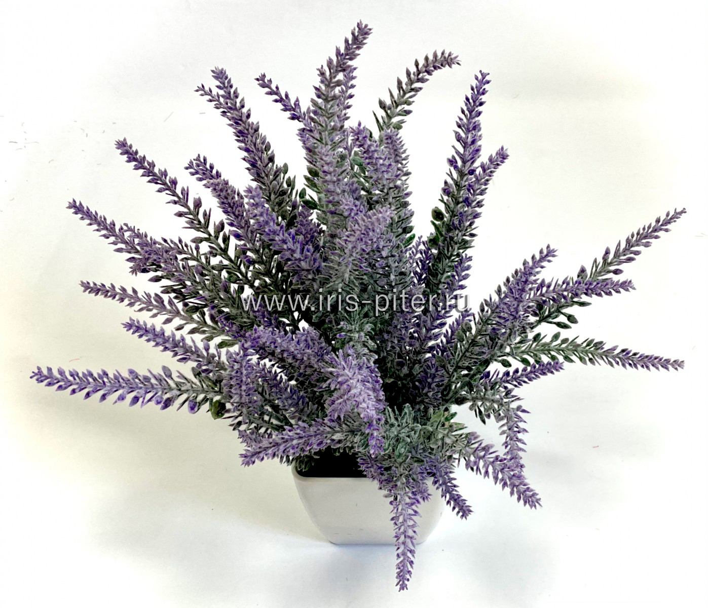 Лаванда в большом горшке